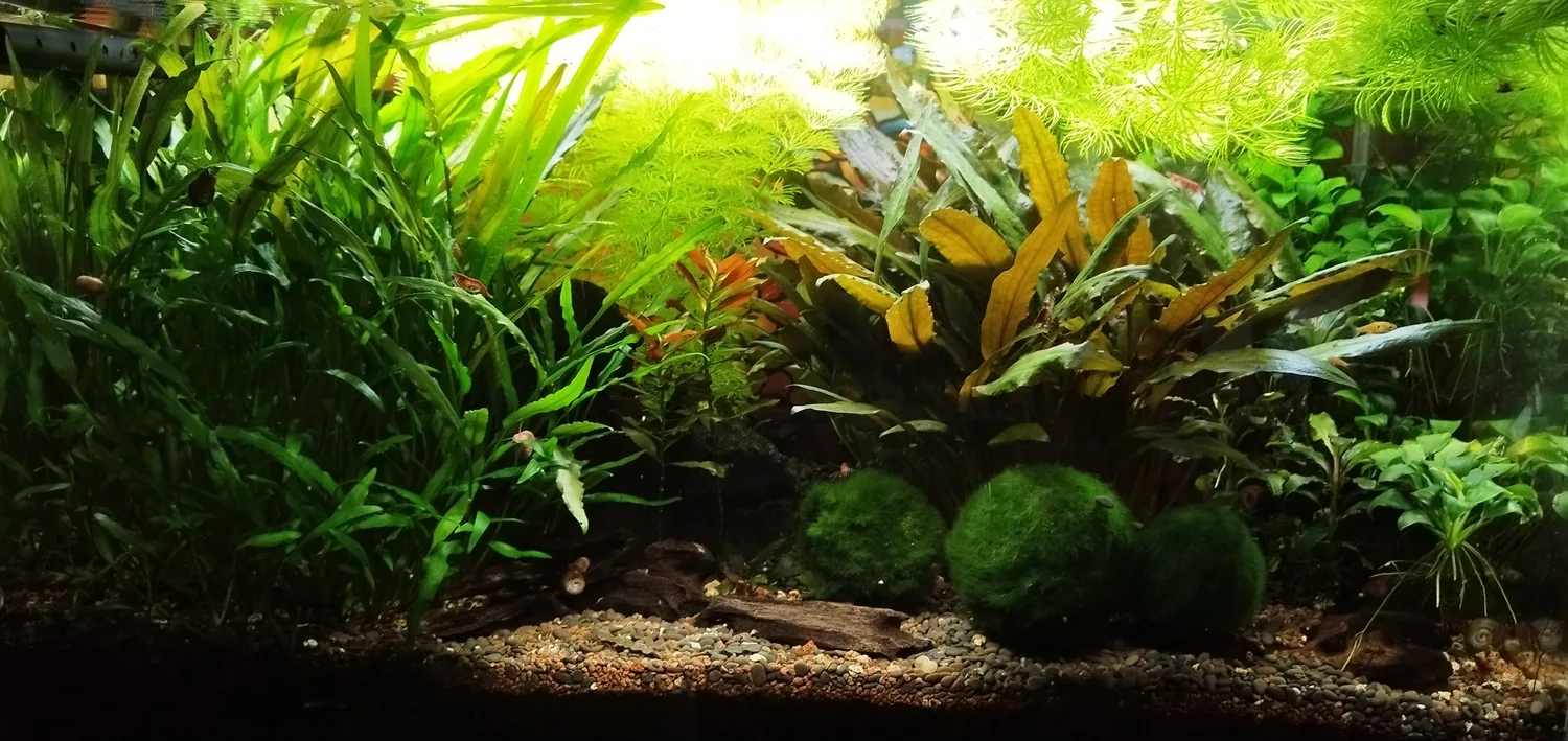 Aquarium densément planté photographié chez Bubba’s Shrimps