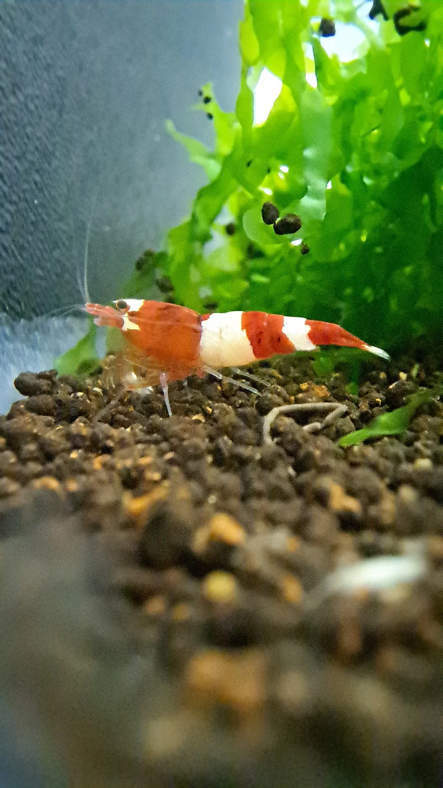 Une crevette rouge et blanche sur le sol d’un aquarium de Bubba’s Shrimps